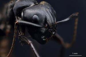 En myra i förstoring blir plötsligt en helt ny varelse. Bild av Macroscopic Solutions.