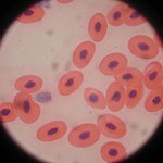 Grodas blod i 1000 gånger förstoring