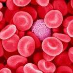 Nej, det är inte godis, utan röda blodceller i 10000x förstoring.