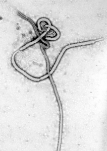 Ebolavirus sett genom elektronmikroskop.
