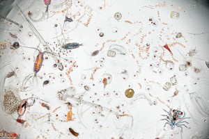 En vattendroppe blir bara mer och mer spännande ju djupare man ser. Foto av David Littschwager.