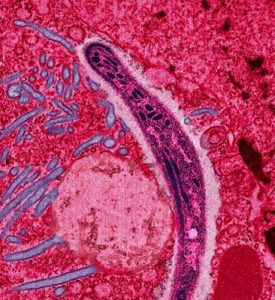 En plasmodium-parasit från en myggas saliv rör sig över en cell.